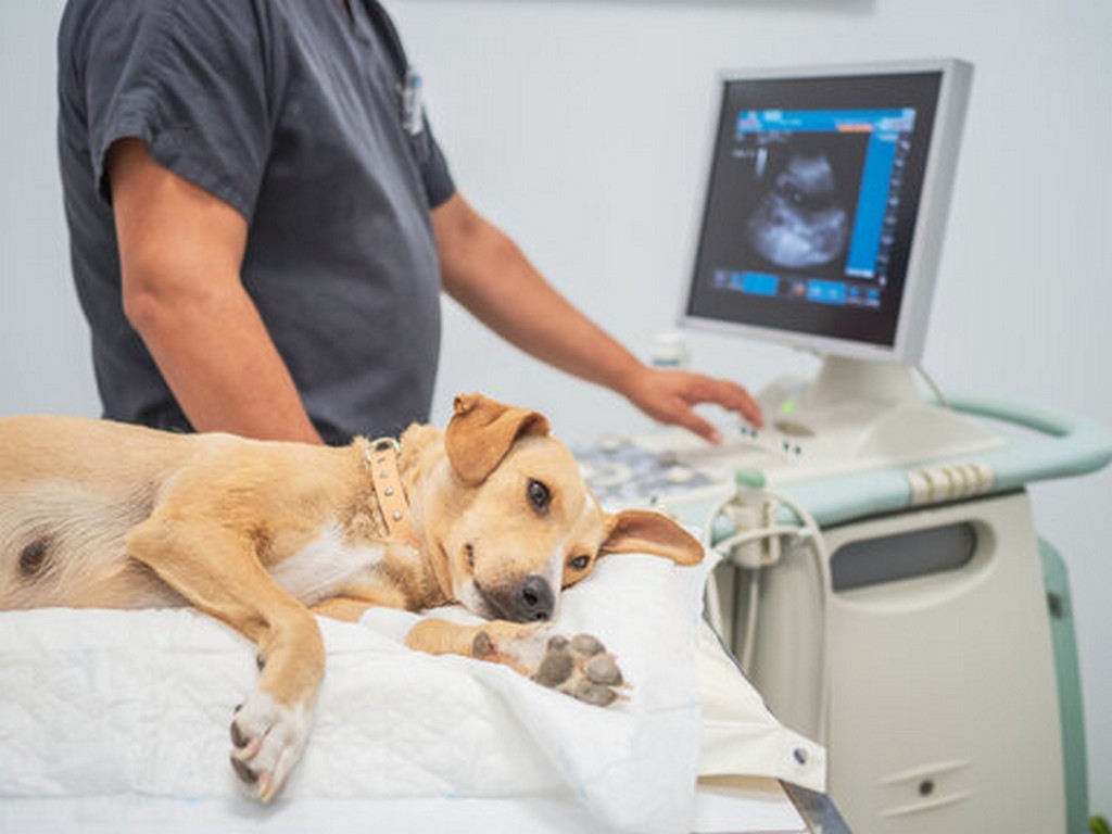 Imagem ilustrativa de Ultrassom portátil veterinário no Rio de Janeiro